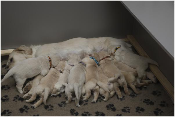 retriever puppies on the article about the prices