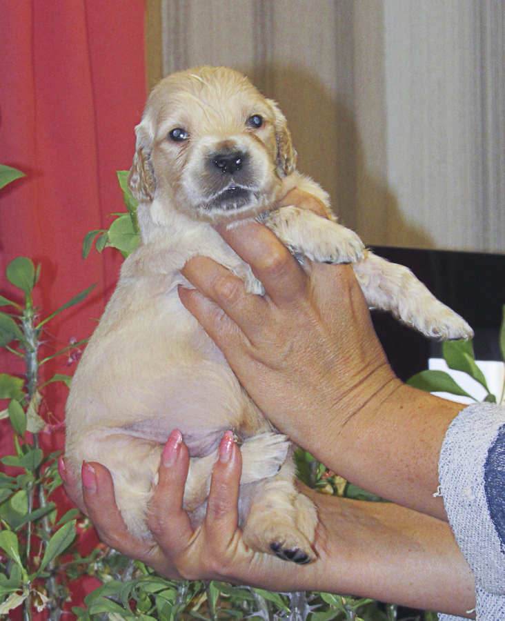 In the kennel "Лесной Городок" born eight puppies - six boys and two girls