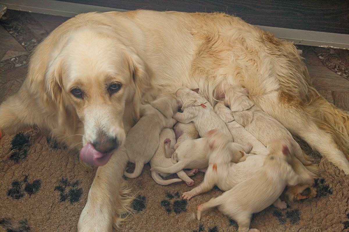 In the kennel "Лесной Городок" born nine puppies - four boys and five girls
