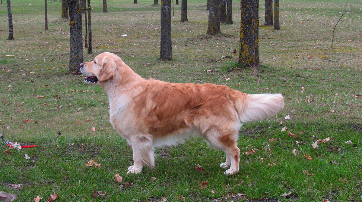 Golden retriever - National Dog Show