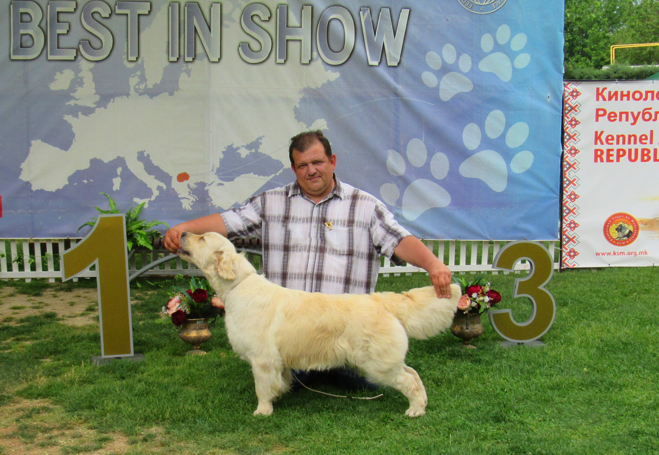 Golden retriever - International Dog Show