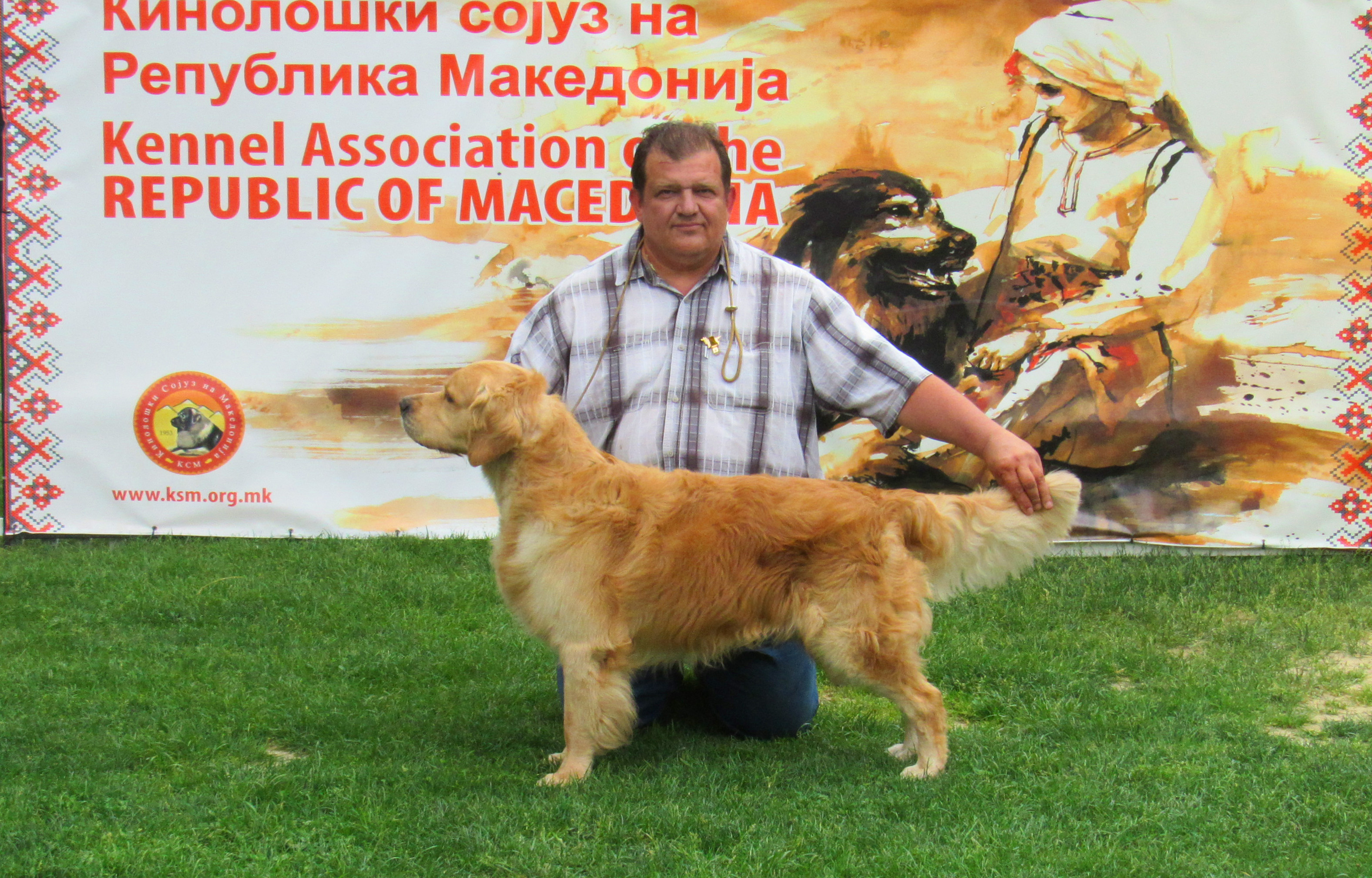 Golden retriever - International Dog Show