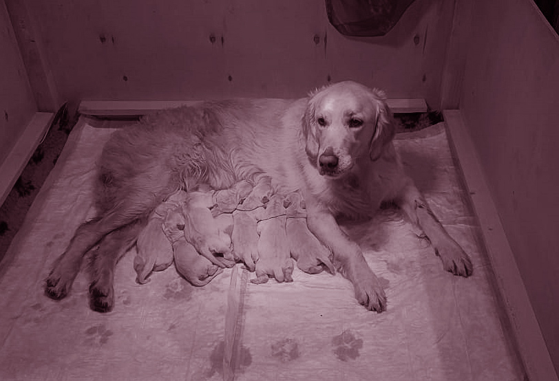 In the kennel "Лесной Городок" born nine puppies - seven boys and two girls