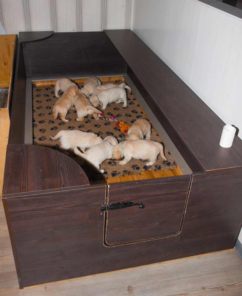 In the kennel "Лесной Городок" born ten puppies - four boys and six girls