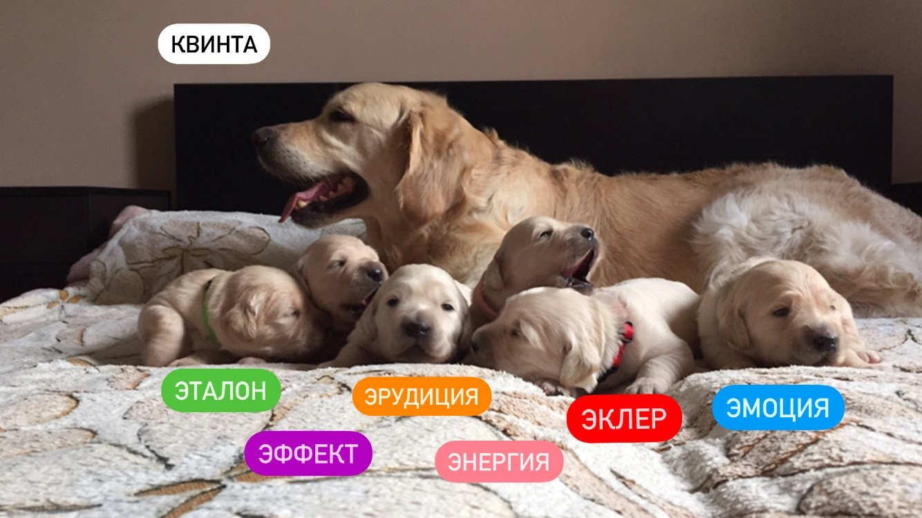 In the kennel "Лесной Городок" born six puppies - three boys and three girls