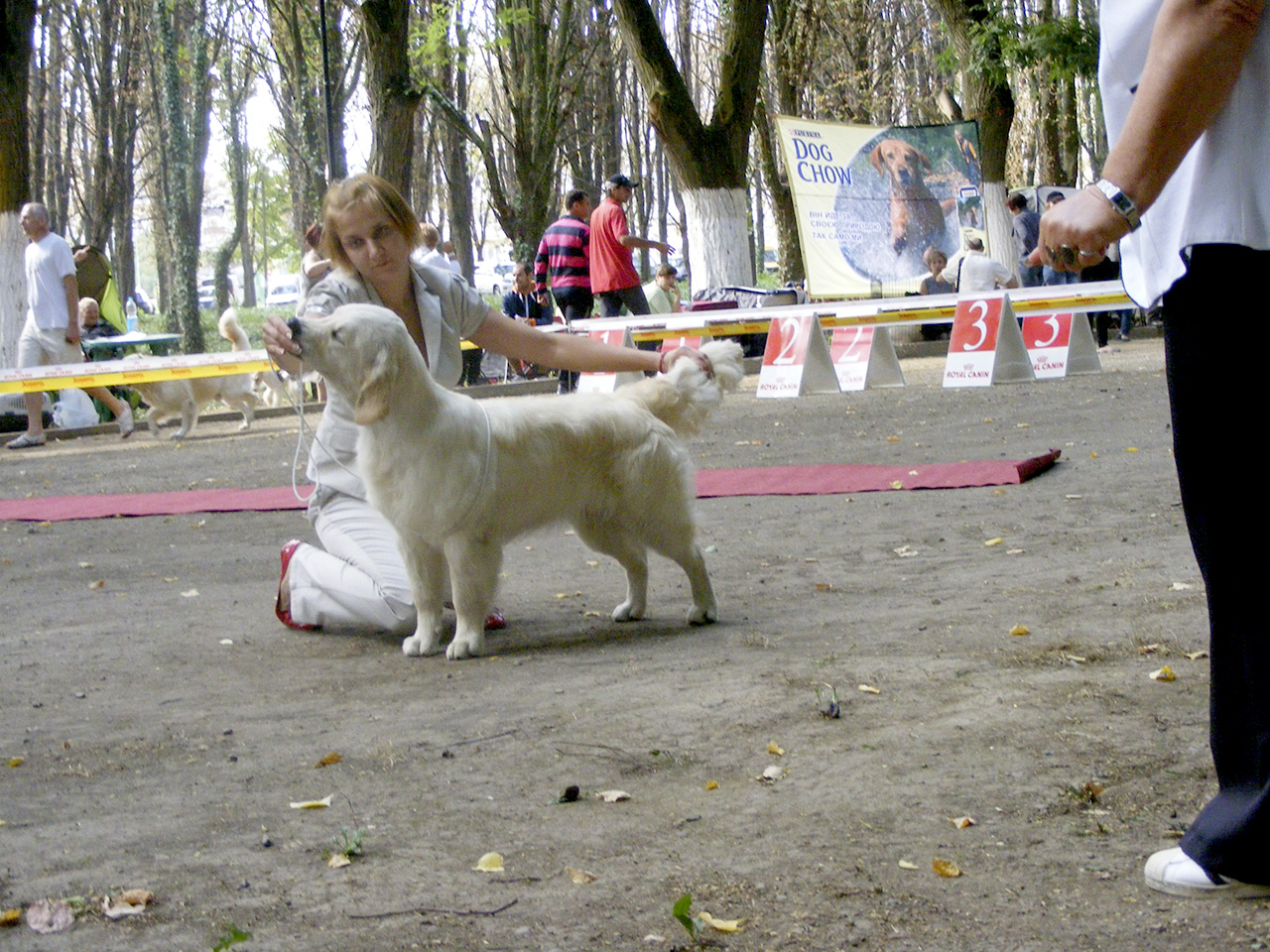 Ukraine, Uzhgorod, Special dog show of the hunting breeds "Zolotoj Fazan 2013", CAC                                                                                                                                                                            