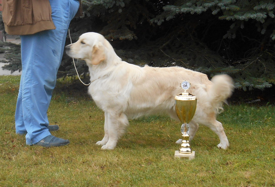 Golden retriever - International dog show