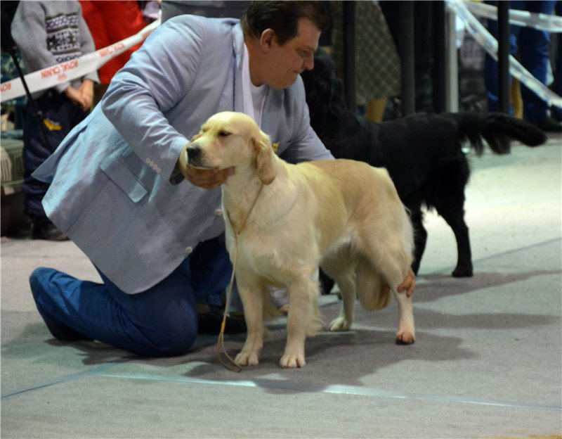 Golden retriever - International dog show