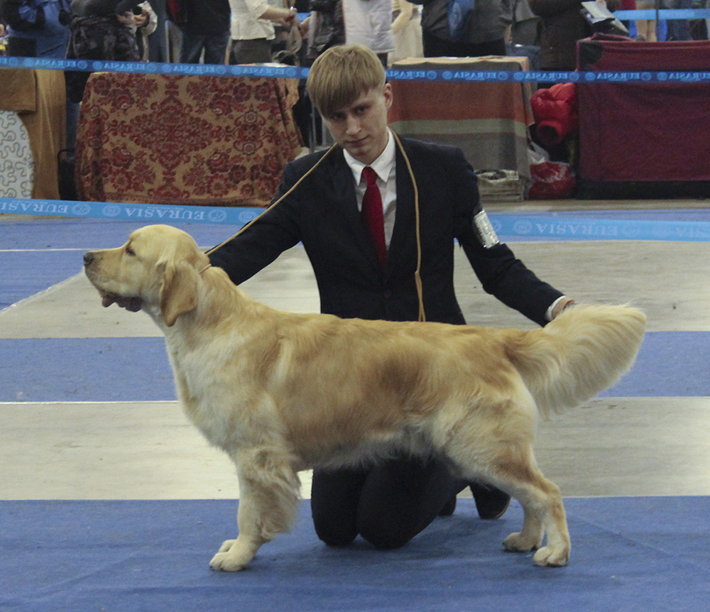 Golden retriever - International dog show "Eurasia-II"