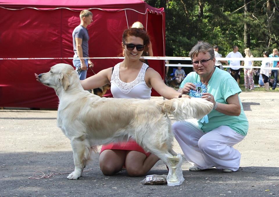 Golden retriever - National dog show