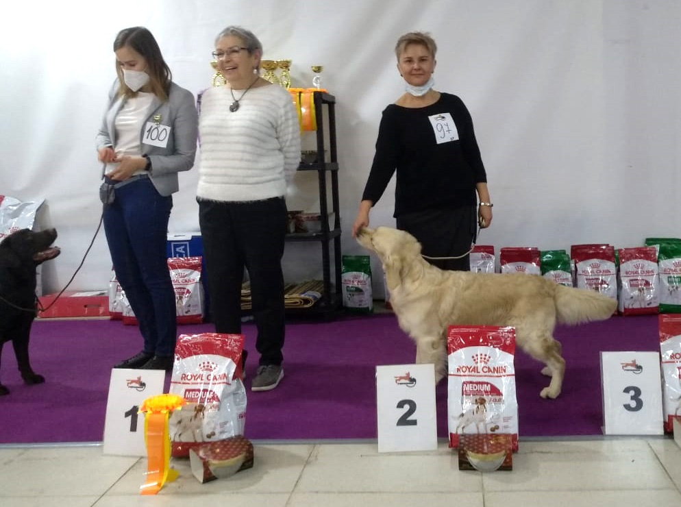 Golden retriever - National dog show