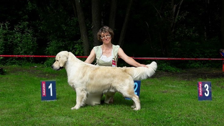 Golden retriever - Regional dog show