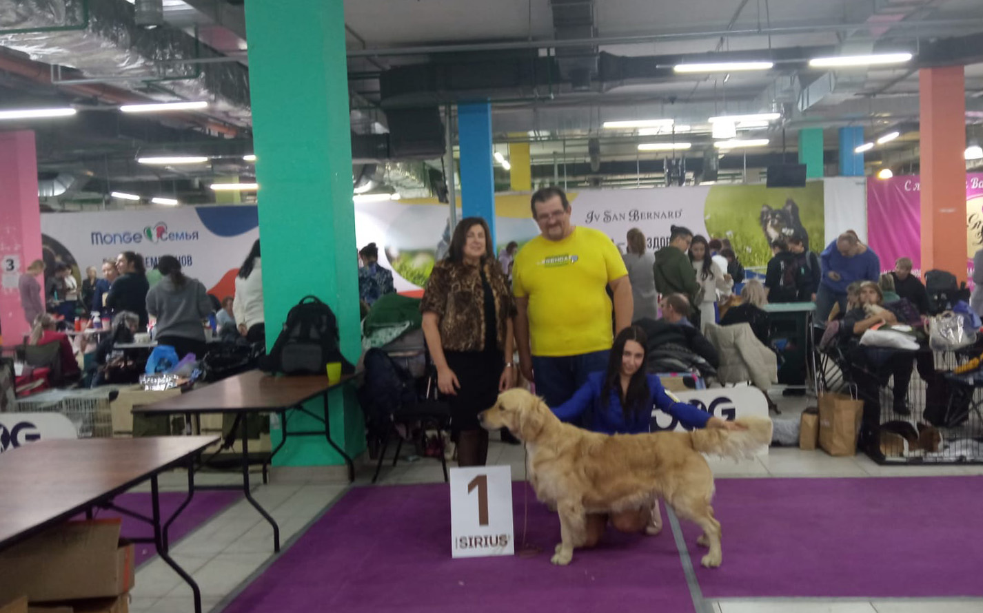 Золотистый ретривер - Национальная выставка собак