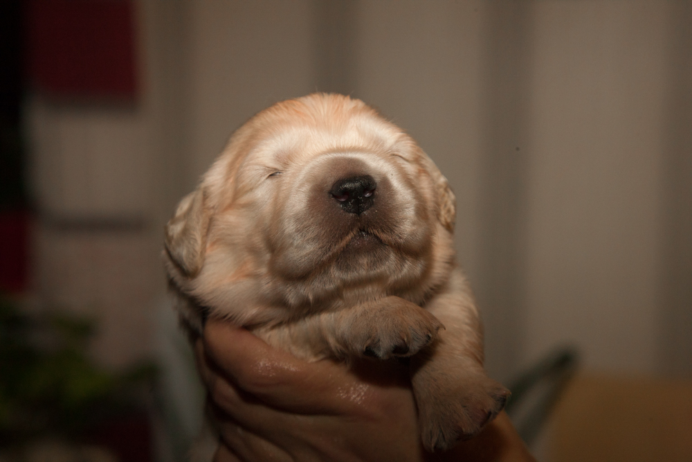 In the kennel "Лесной Городок" born one puppy - one boy