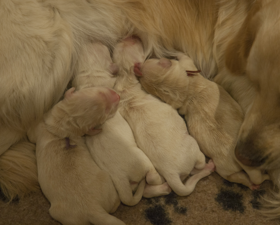 In the kennel "Лесной Городок" born four puppies - three boys and one girl