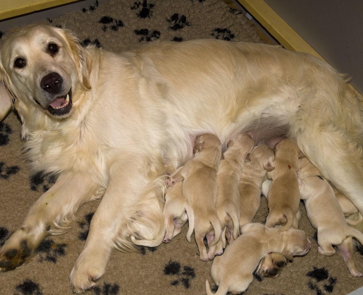 In the kennel "Лесной Городок" born nine puppies - three boys and six girls