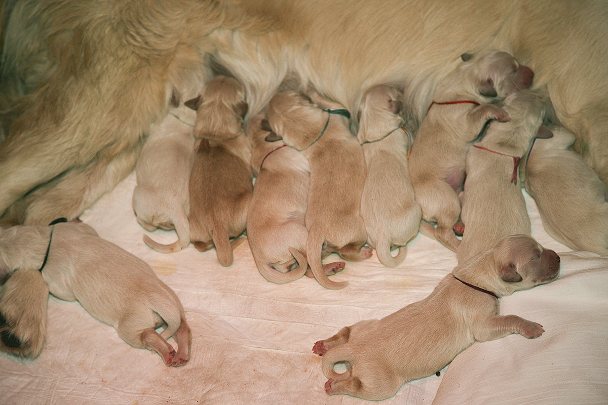 In the kennel "Лесной Городок" born ten puppies - two boys and eight girls