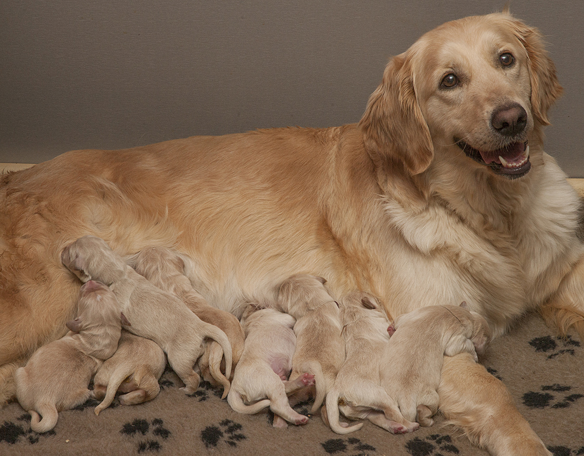 In the kennel "Лесной Городок" born eight puppies - three boys and five girls