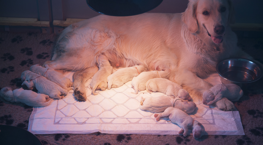 In the kennel "Лесной Городок" born ten puppies - five boys and five girls