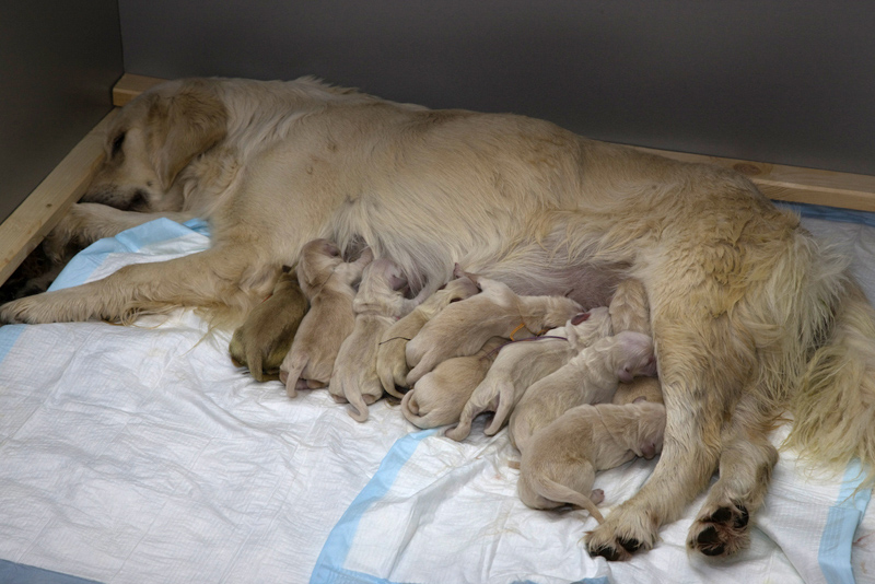 In the kennel "Лесной Городок" born eleven puppies - four boys and seven girls